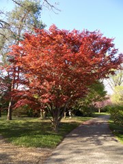 Japanese Maple 'Bloodgood' (Acer palmatum)